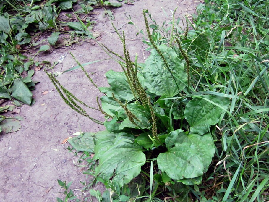 Подорожник Луговой