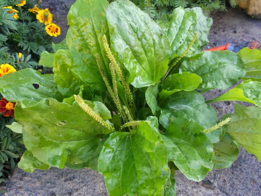 Подорожник вариегатный