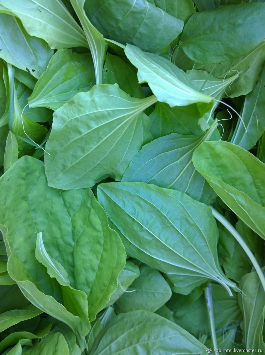 Подорожник растение