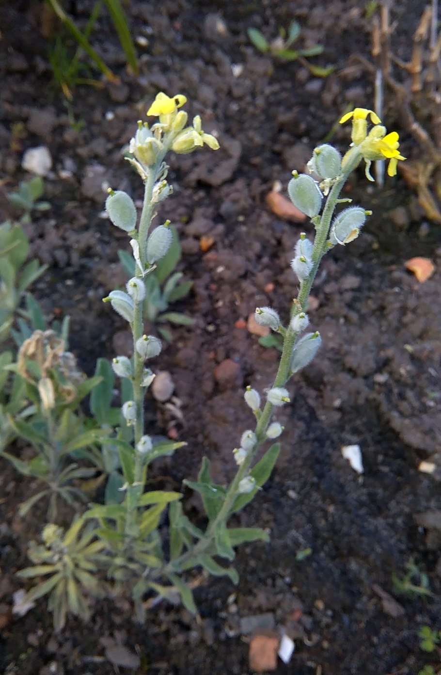 Фибигия щитковая осенью