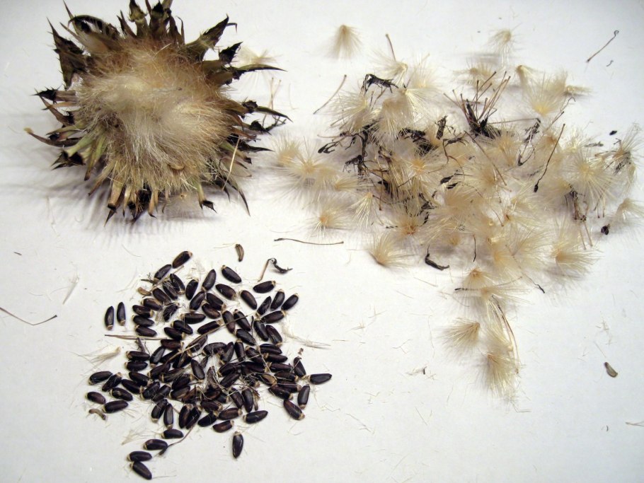 Розовый лишай (лишай Жибера)