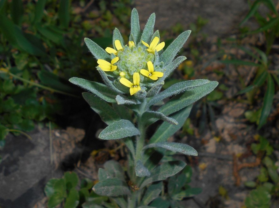 Остролодочник Колосистый