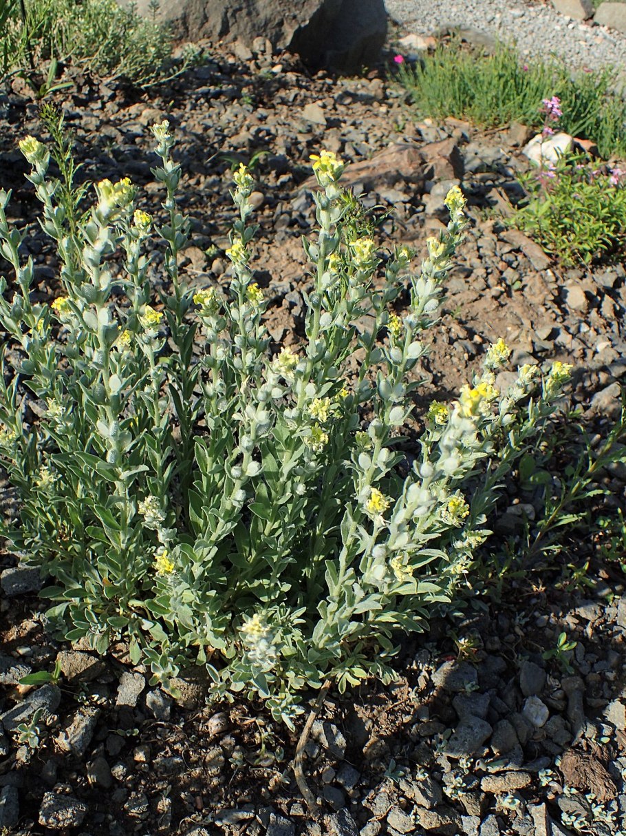 Фибигия мохнатоплодная