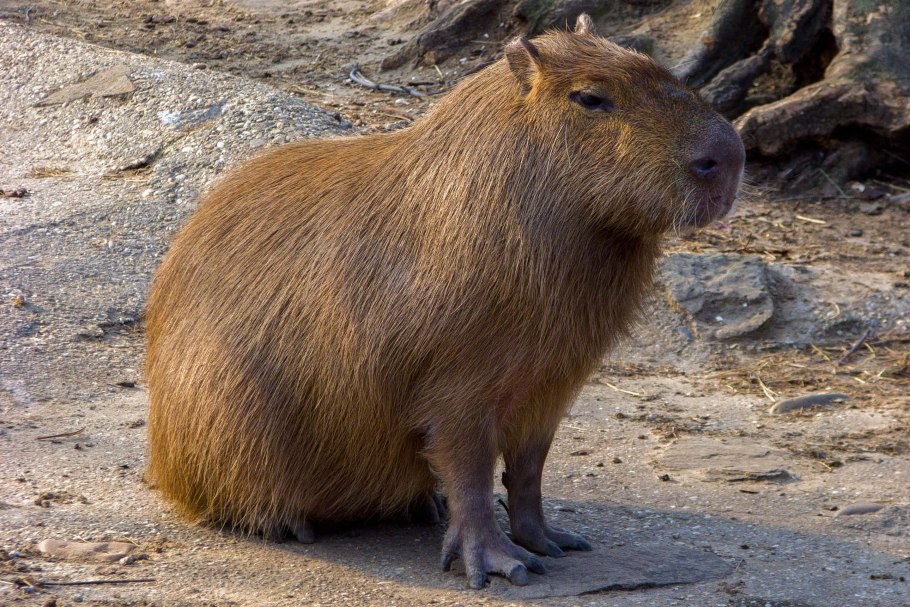 Онкологические заболевания кожи