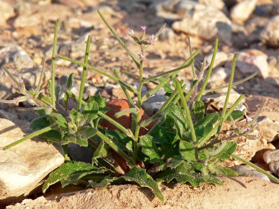 Erismann Elegance 3618-6