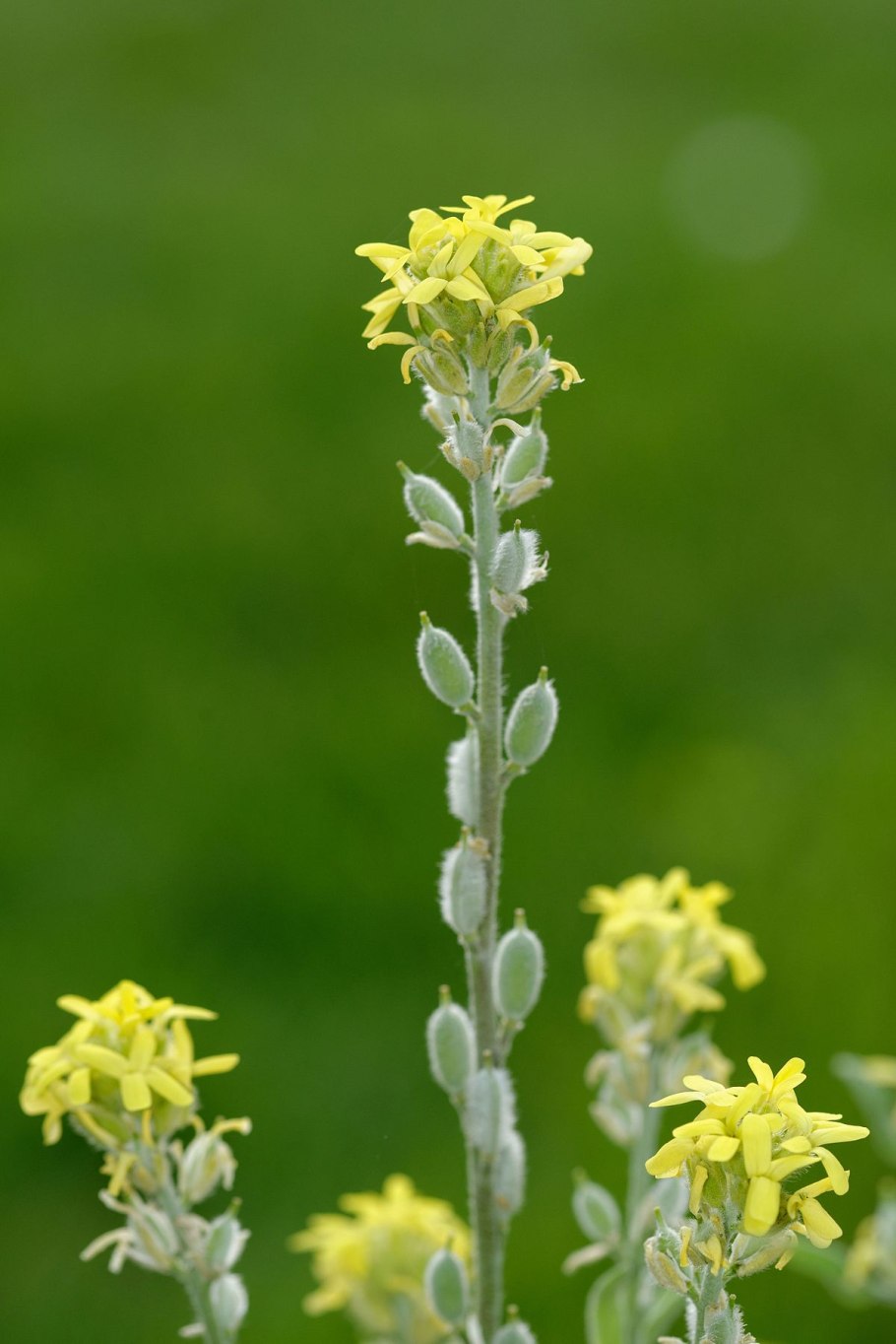 Фибигия щитовидная