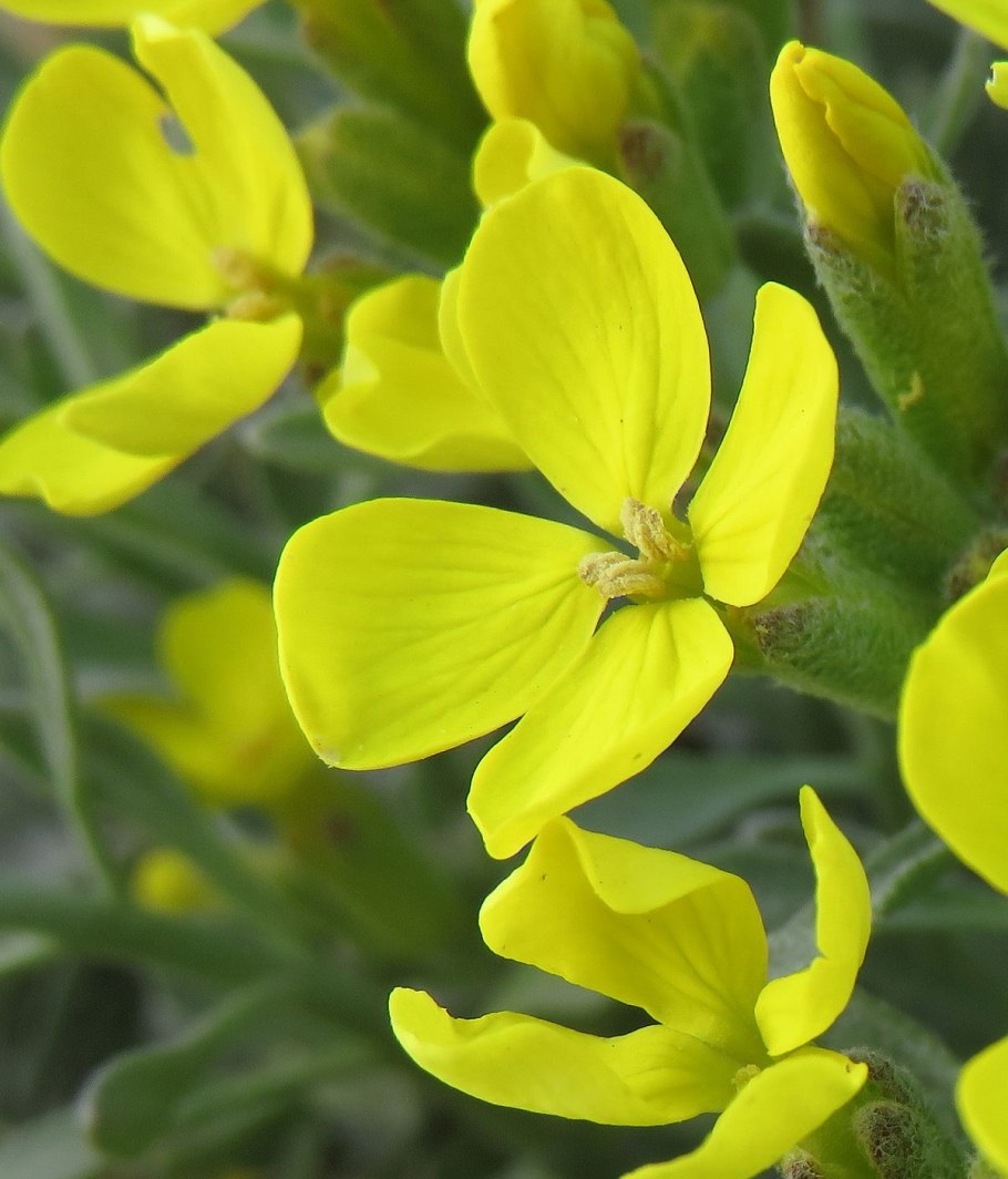 Фибигия щитковая