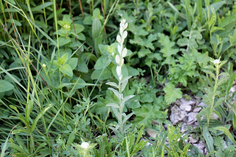 Фибигия щитковая осенью