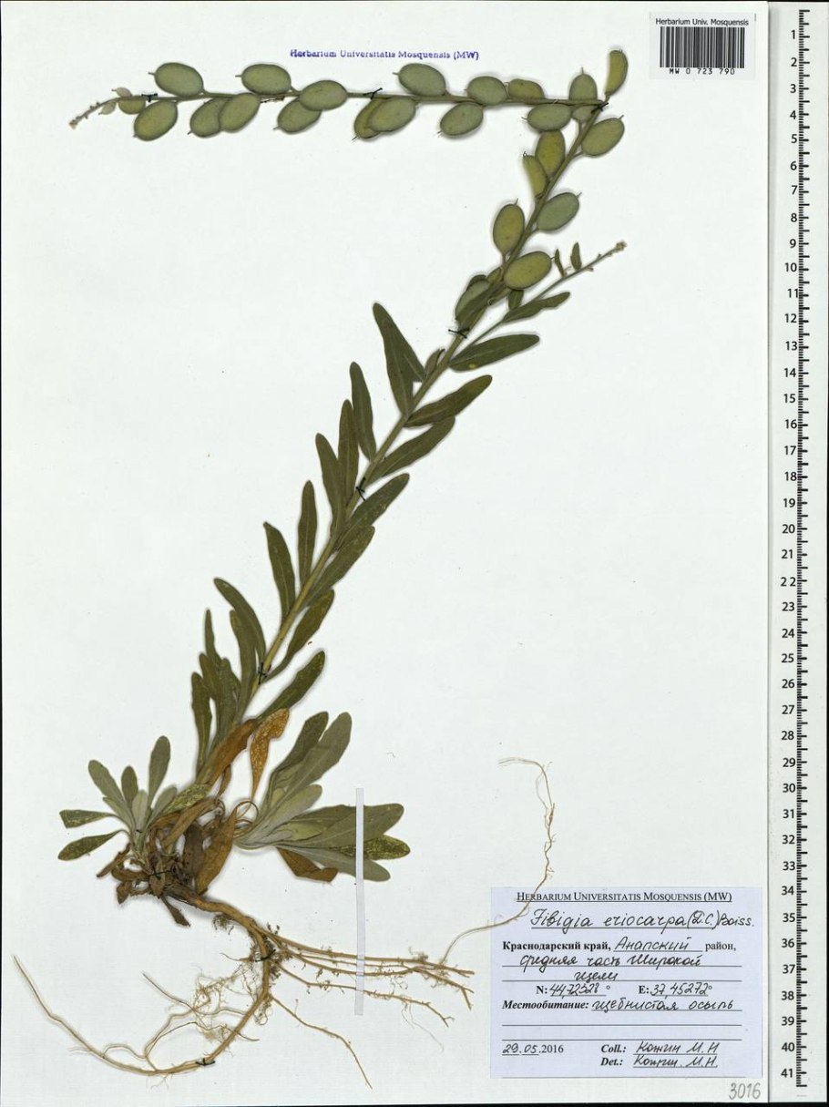 Фибигия мохнатоплодная