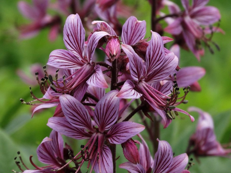 Малькольмия Африканская (Malcolmia africana)