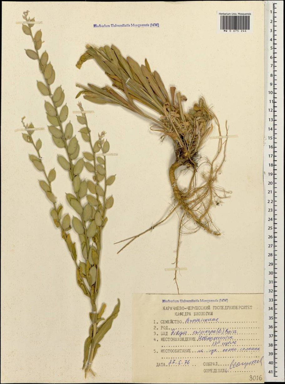 Фибигия фото