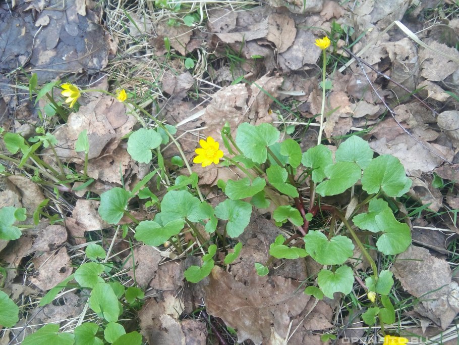 Ясенец Неопалимая Купина