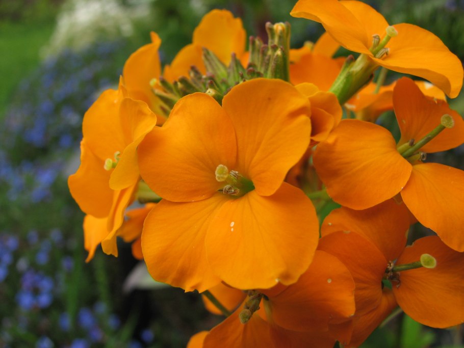 Парсон Рассел терьер гладкошерстный