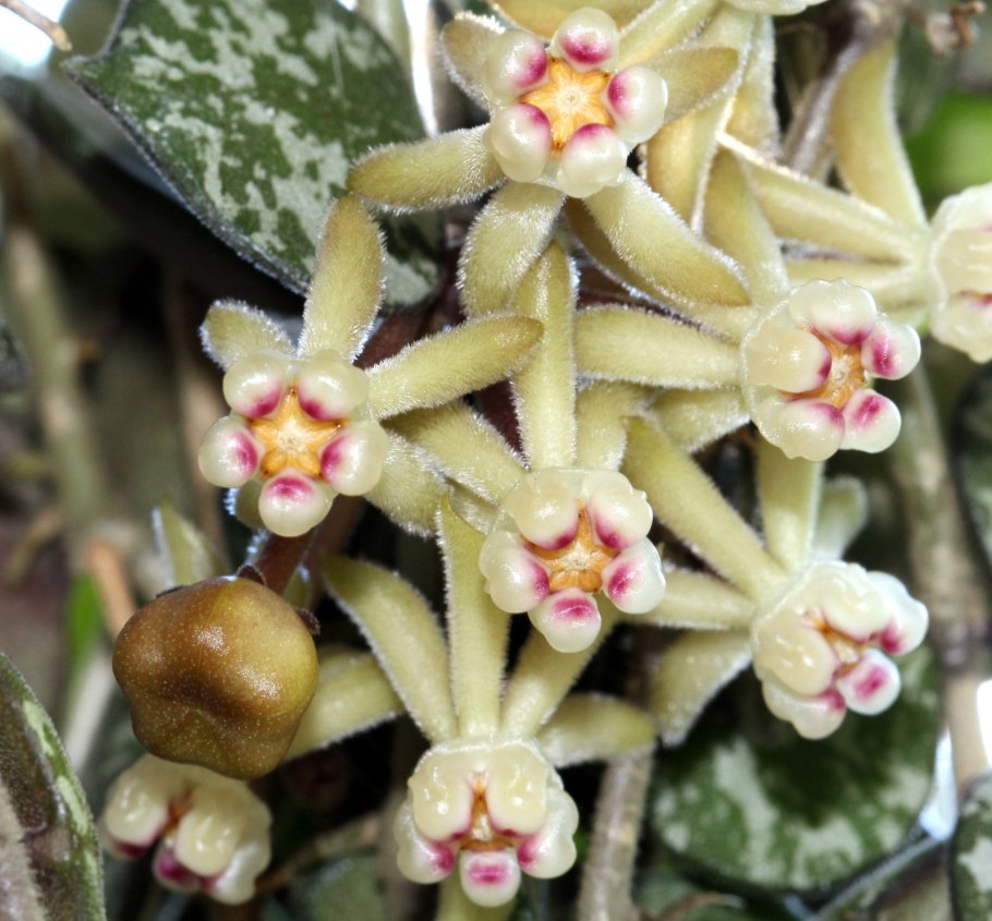 Hoya curtisii hangpot