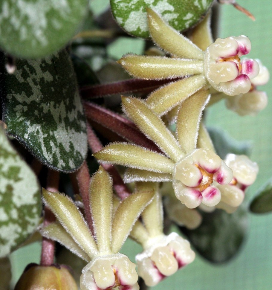 Hoya curtisii/Хойя куртиси