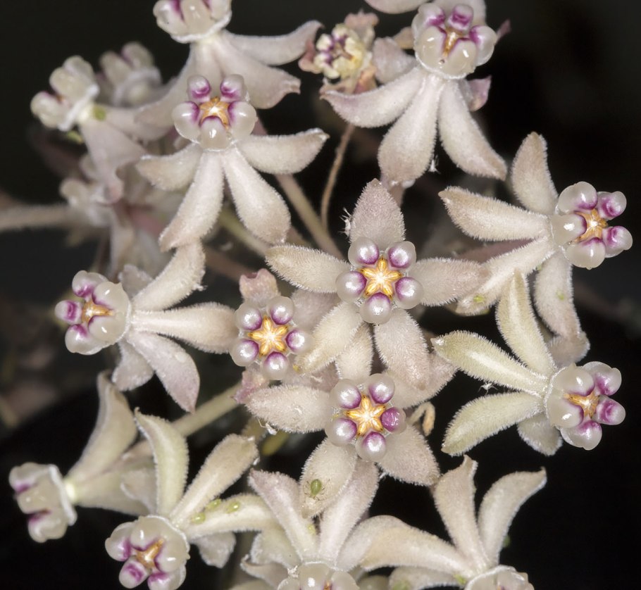 Hoya curtisii hangpot