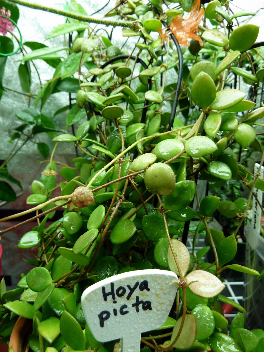 Hoya мультифлора