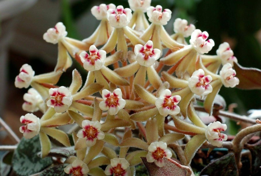 Hoya curtisii/Хойя куртиси