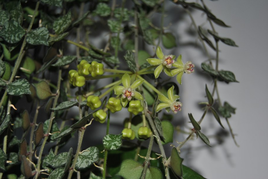 Hoya curtisii Splash