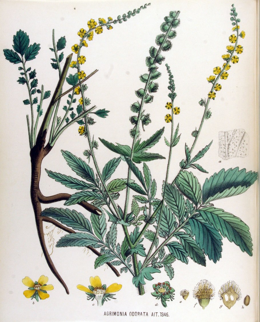 Avicennia germinans