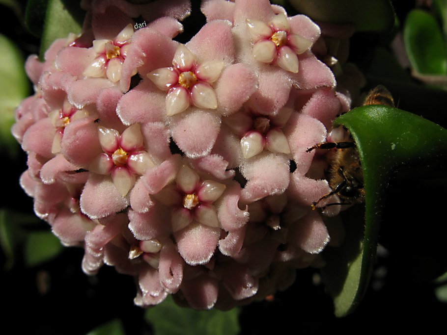 Aerva javanica