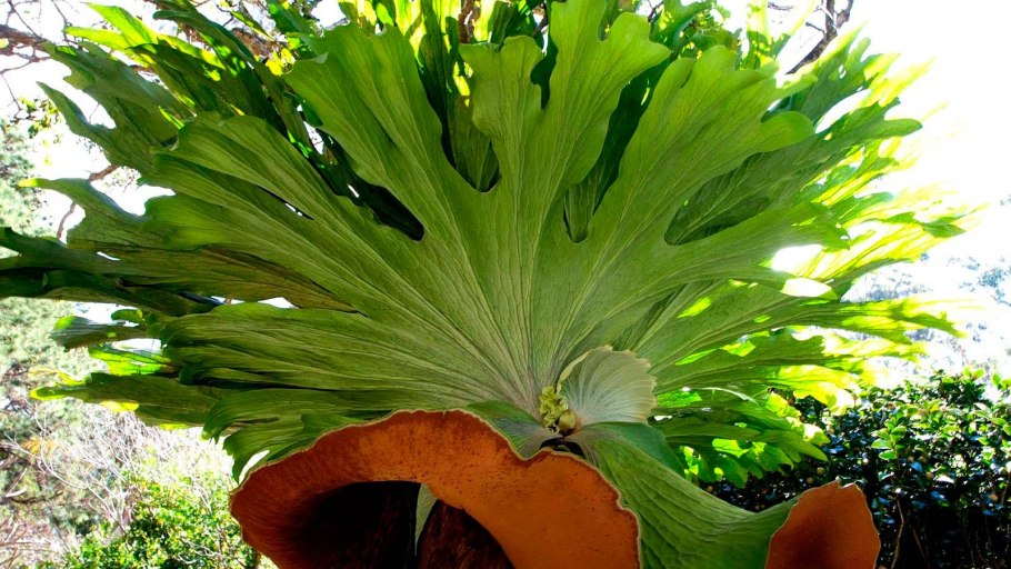 Папоротник Платицериум