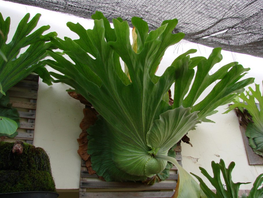 Платицериум Оленьи рога