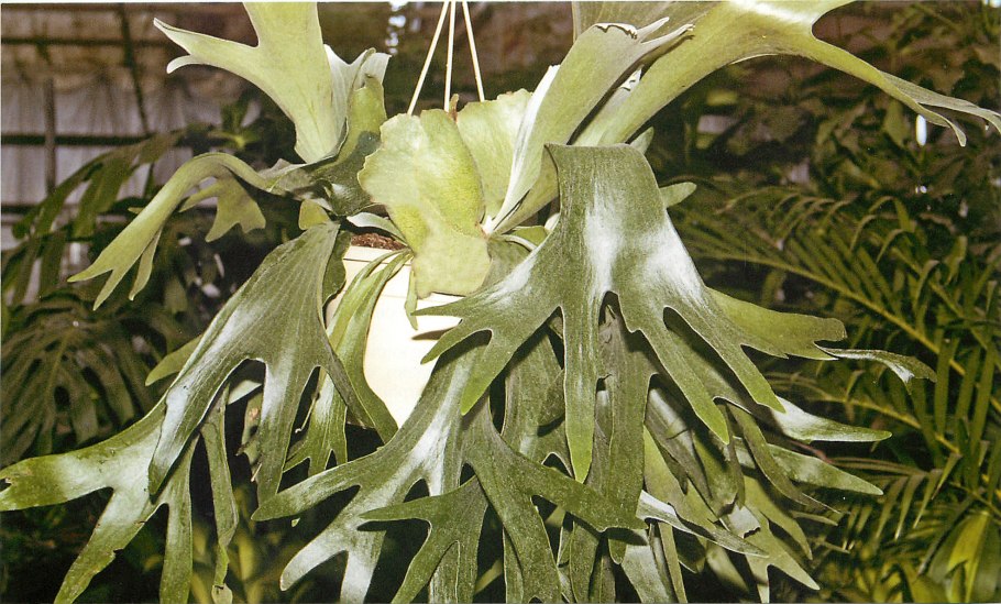 Платицериум двувильчатый