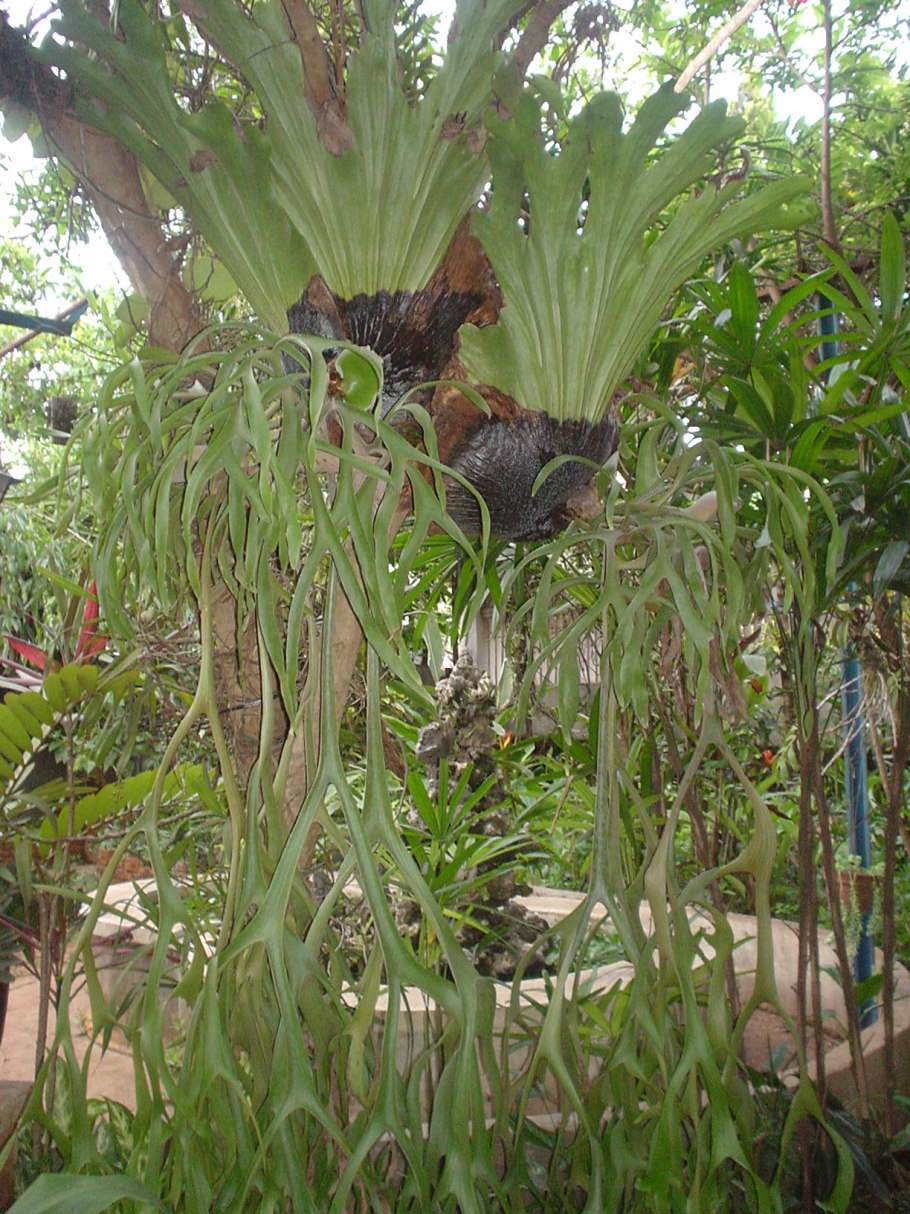 Платицериум ангольский