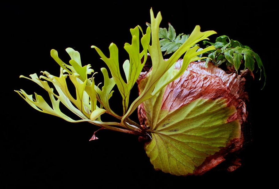 Платицериум Ридли