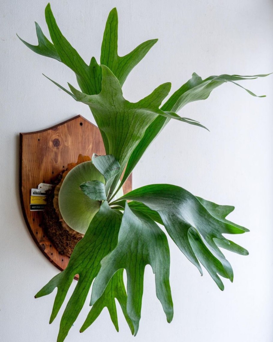 Платицериум на доске