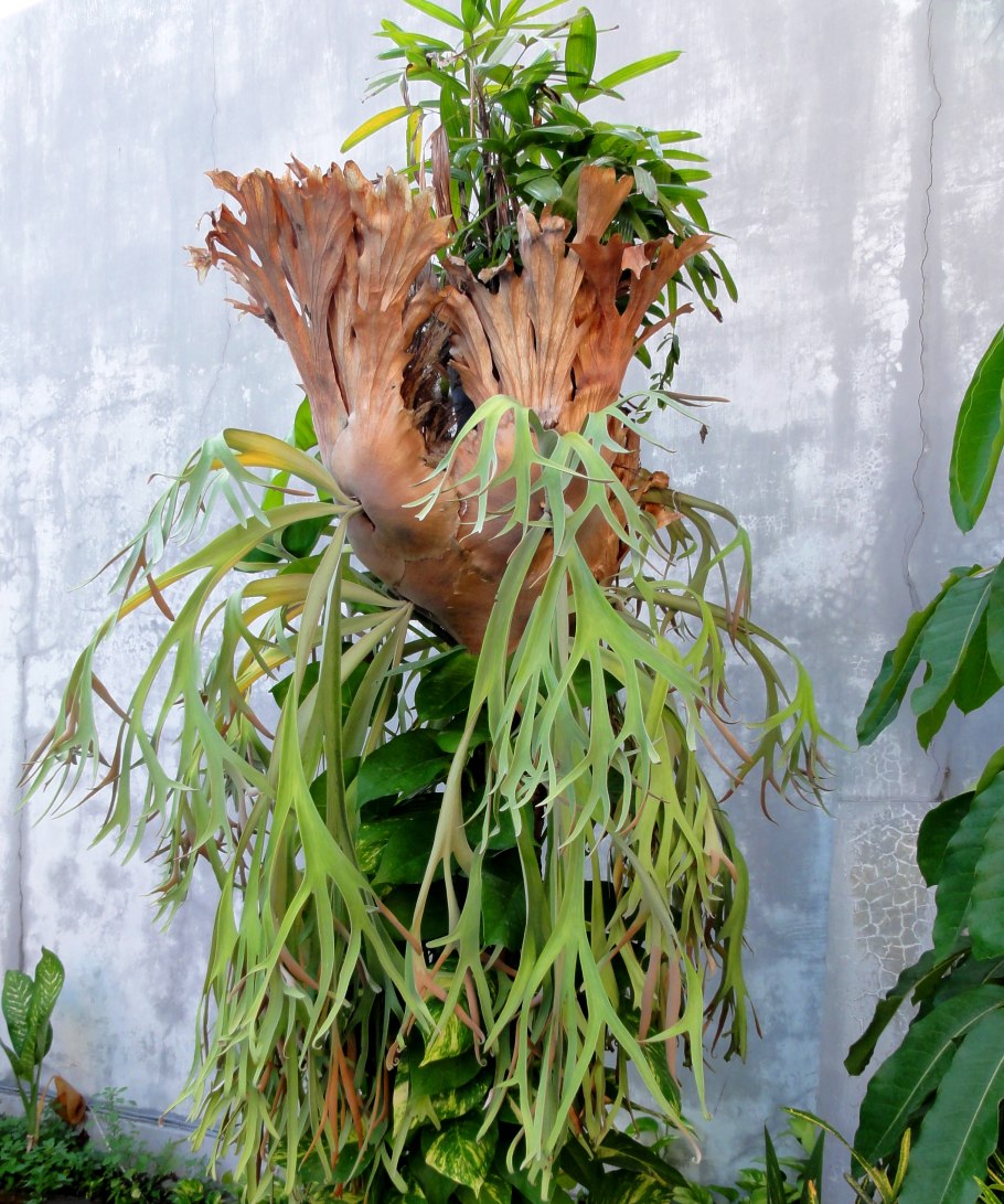 Папоротник Платицериум