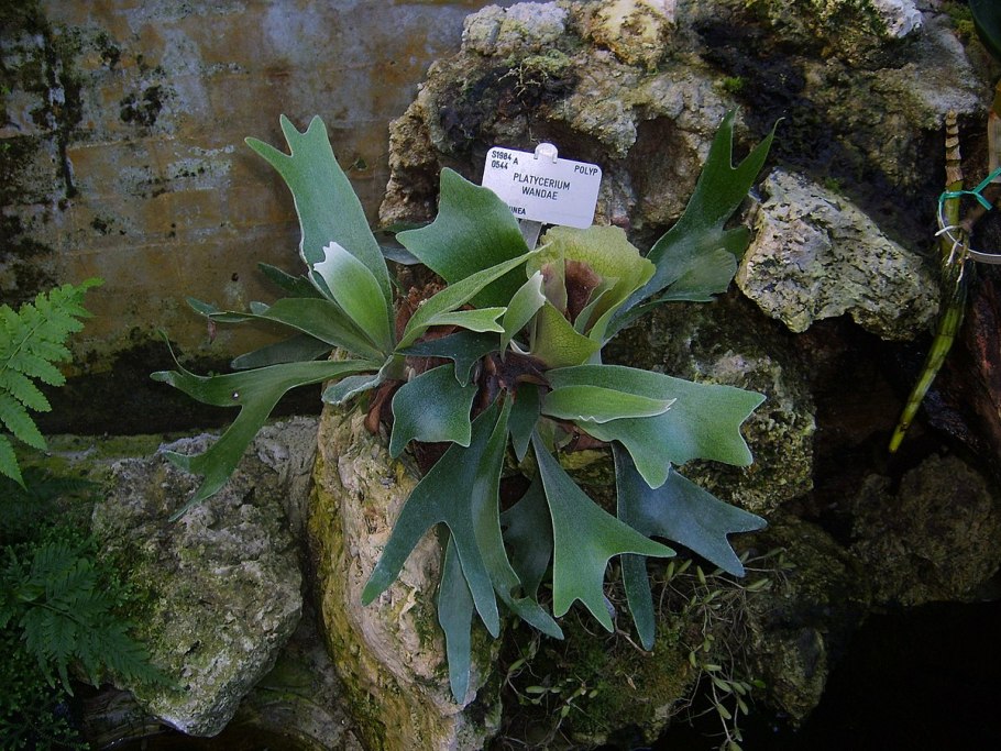 Платицериум Гранде