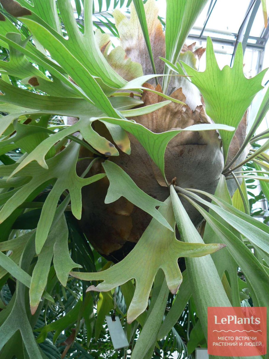 Платицериум оленерогий