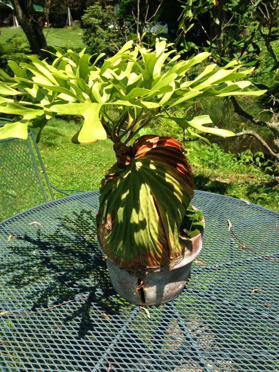 Платицериум bifurcatum