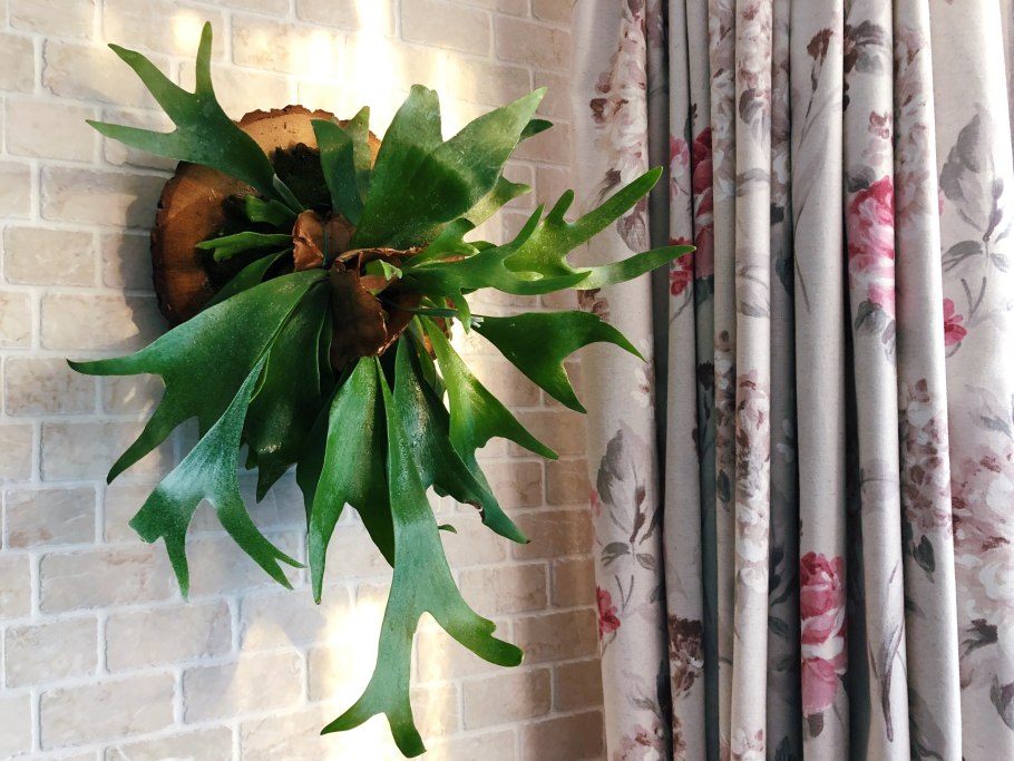 Платицериум эпифитный папоротник