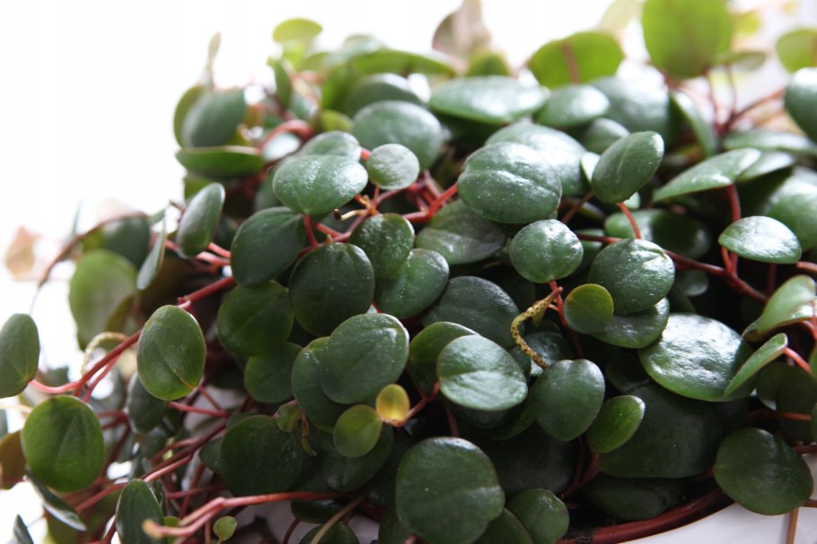 Пеперомия Россо