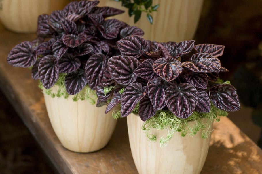 Пеперомия Red log verticillata Red