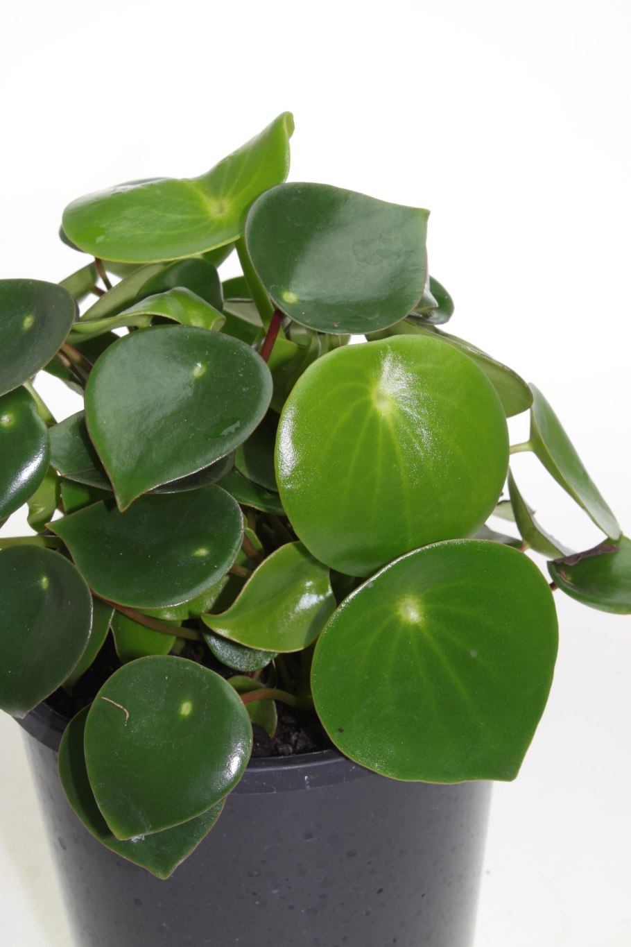 Пеперомия многолистная