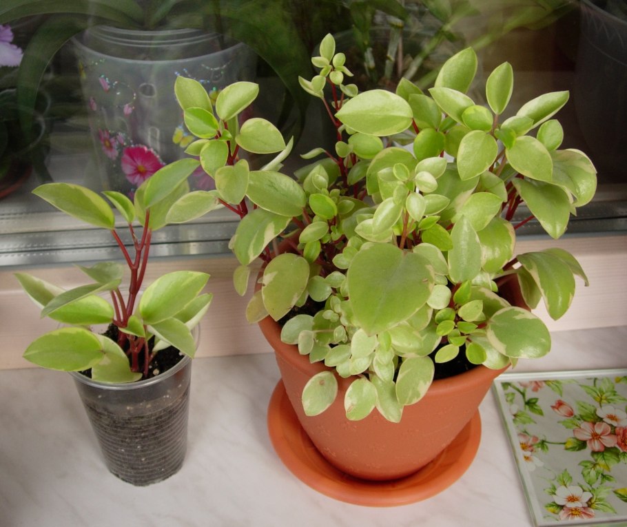 Пеперомия туполистная