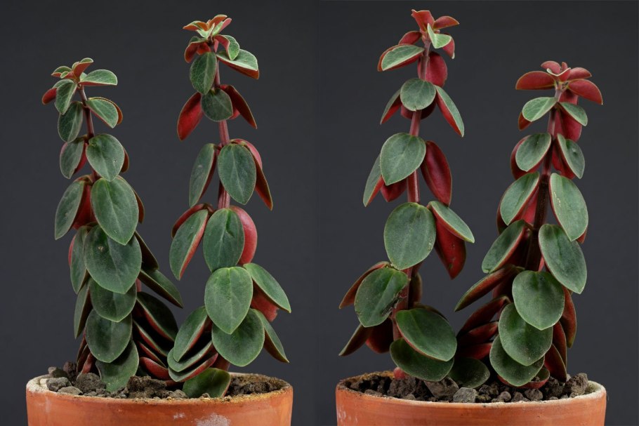 Пеперомия Аргирея