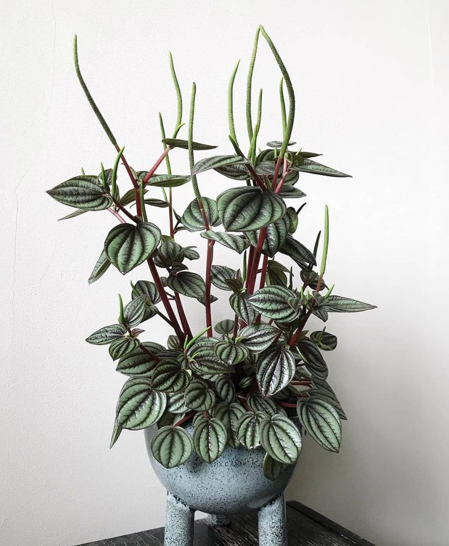 Пеперомия Сандерса (Peperomia sandersii)
