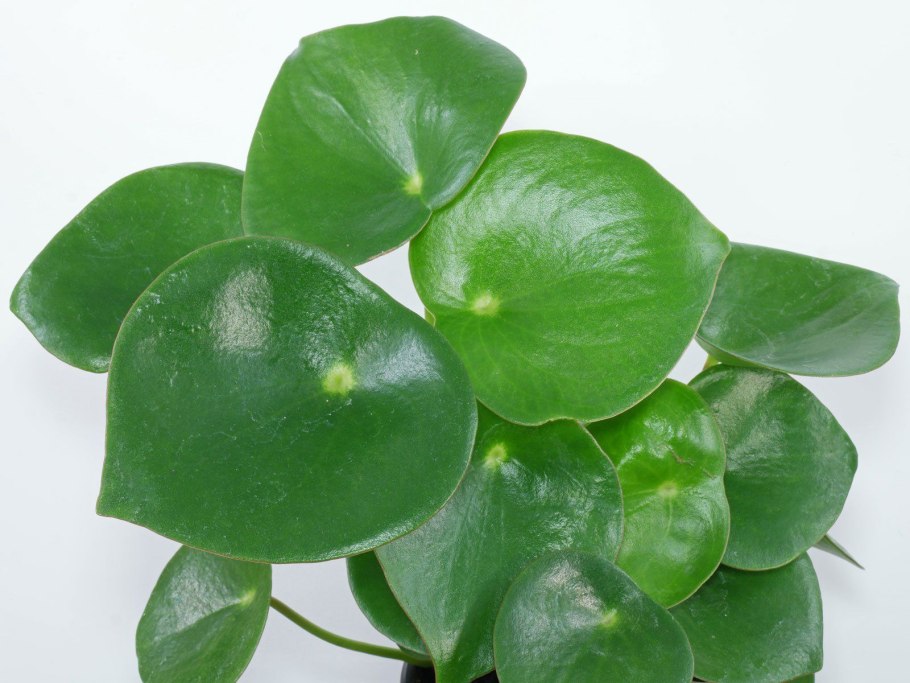 Пеперомия Сандерса (Peperomia sandersii)