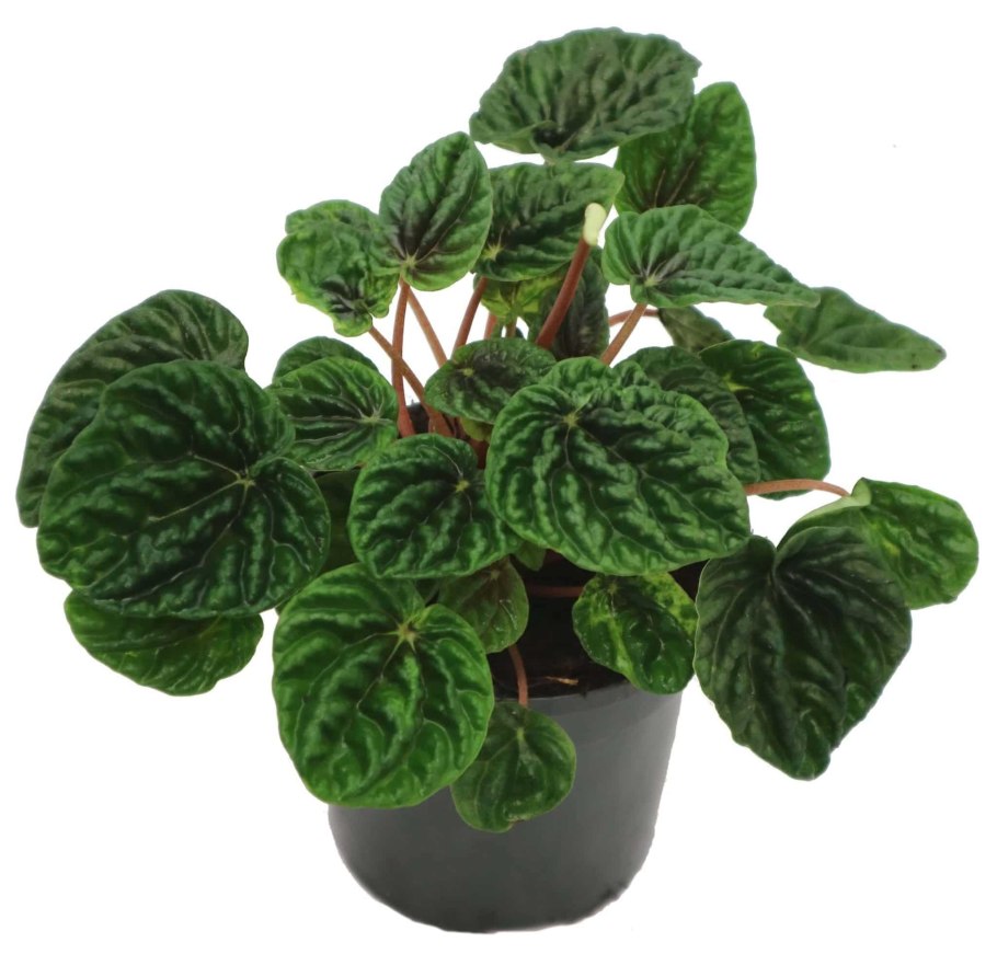 Пеперомия Лилиан цветок