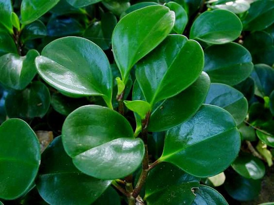 Пеперомия obtusifolia