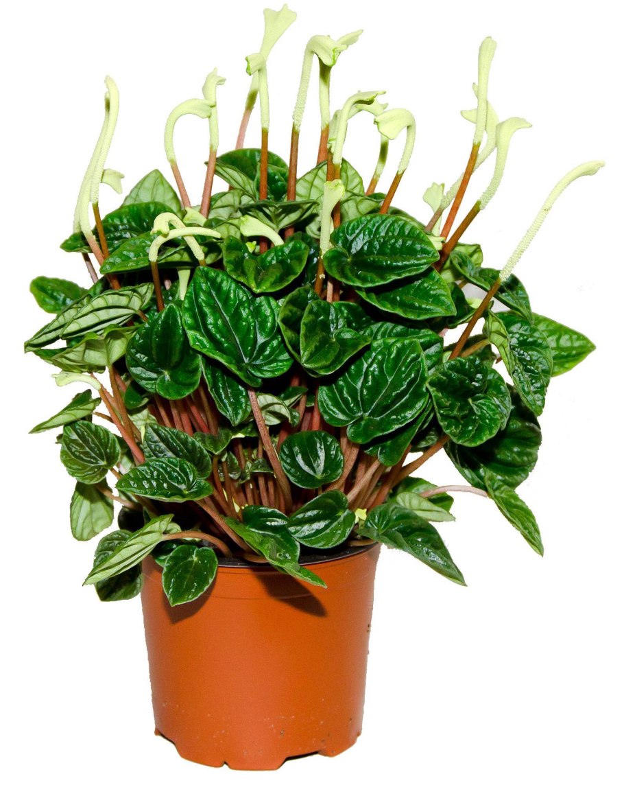 Пеперомия вегетативная