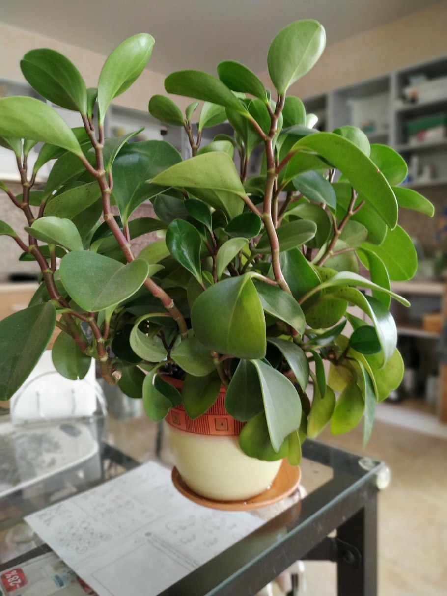 Пеперомия Арбузная цветок