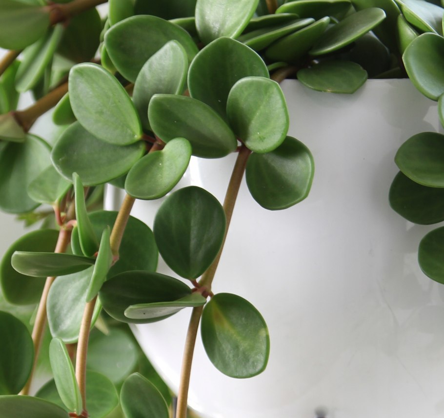 Пеперомия серпенс