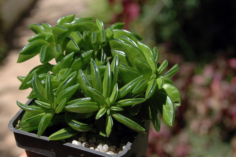 Пеперомия Хоуп