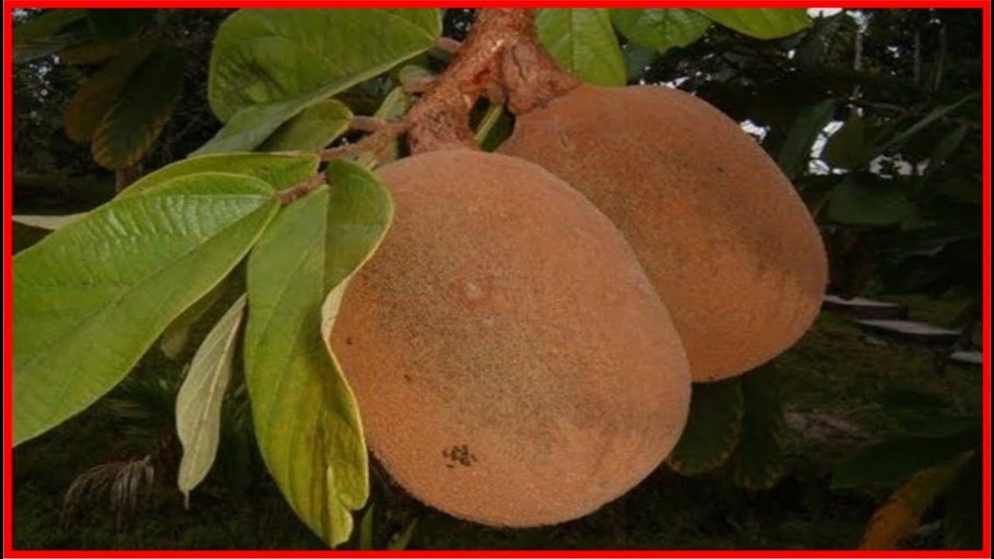Сапотовое дерево Саподилла